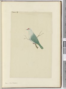 Dove. New Caledonia, 1772-75