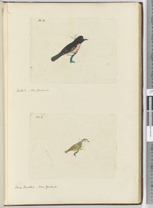 Fantail. New Zealand  Small Fantail. New Zealand, 1772-75
