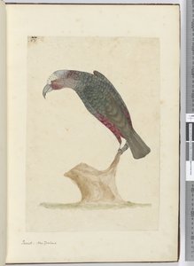 Parrot, New Zealand