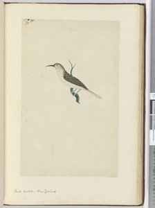 Small Cuckoo. New Zealand, 1772-75
