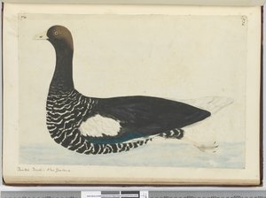Painted Duck. New Zealand, 1772-75