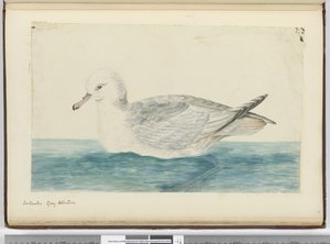 Antarctic Grey Albatross, 1772-75