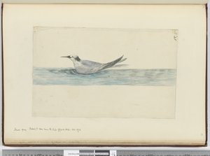 Small Grey Petrel(?) Seen Near the Cape of Good Hope. Oct. 1772, 1772-75