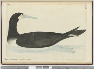 Shag of New Zealand that make their nest in trees, 1772-75