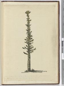 Kind of spruce pine in the Isle of Pines on the south end of New Caledonia and tall for masts of a very large sort. Seen Sept. 1774..., 1772-75 by Isaac Smith