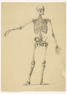 Human Skeleton, with Notes by Isaac Weissenbruch