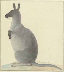 Kangaroo