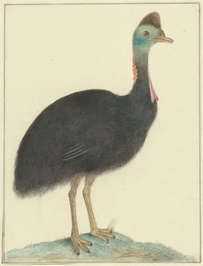 Cassowary