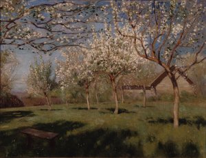 Apple trees blooming