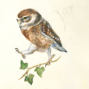 A Determined Owl