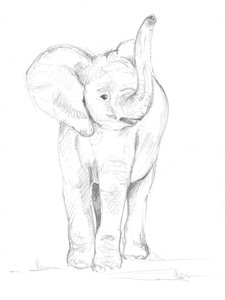 Baby Elephant 02