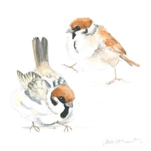 Baby Sparrows