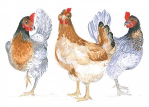 Cackling Hens