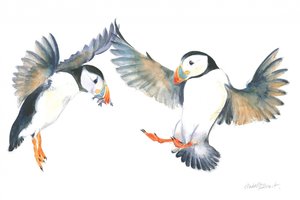 Dancing Puffins