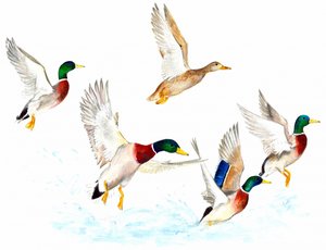 Ducks in Flight