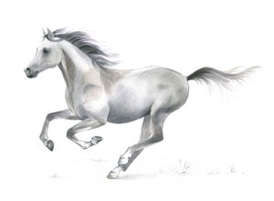 Dynamic Grace of a Galloping Horse by Isabelle Brent