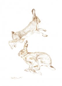 Dynamic Hares Sketch