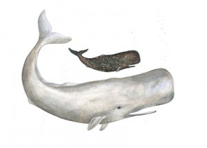 Gentle Ocean Giants by Isabelle Brent