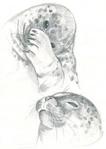 Grey Seals Drawing
