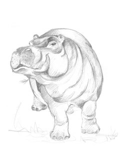 Hippopotamus 01