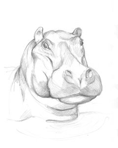 Hippopotamus 02