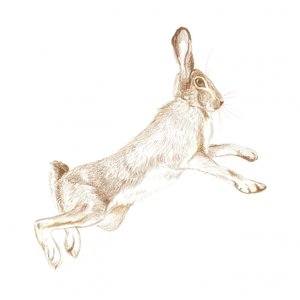 Leaping Hare Sketch