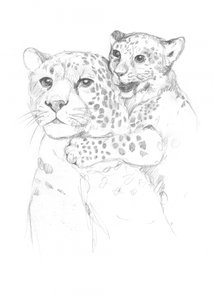 Leopards