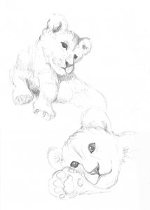 Lion Cubs