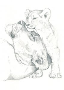 Lioness and Cub Drawing Study