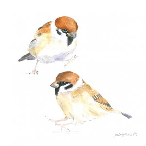 Little Sparrows