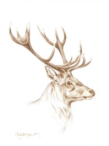 Majestic Stag Drawing