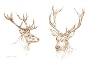 Majestic Stag Drawing