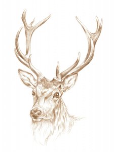 Majestic Stag Portrait
