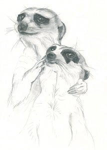 Meerkats Drawing
