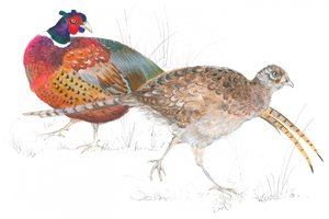 Pheasant Pair Stroll