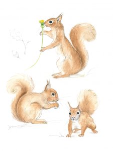 Playful Squirrels