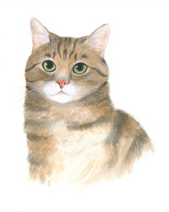 Pussycat Plato