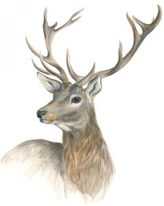 Regal Stag Portrait