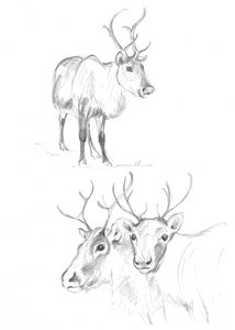 Reindeer Studies