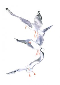Seagull Flight