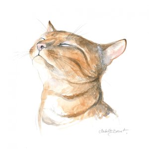 Serene Tabby Cat