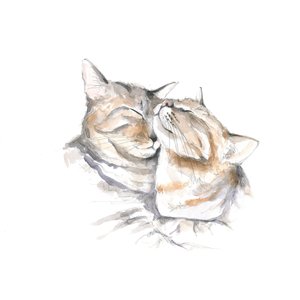 Sweetly Sleeping Cats