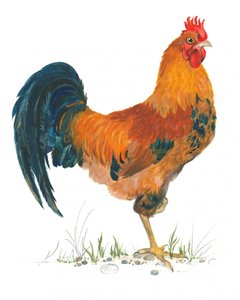 Vibrant Rooster Scene