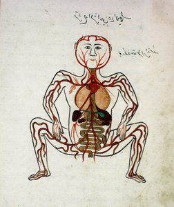 Arabic medicine: blood circulation and digestive system