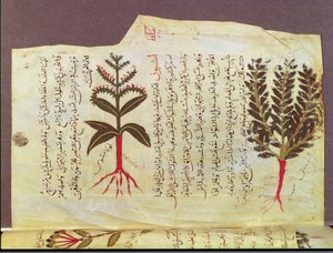 Plants from a treatise by Dioscorides, 13th century