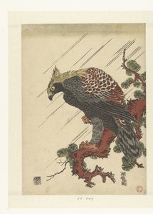 Eagle on Pine Branch in Rain