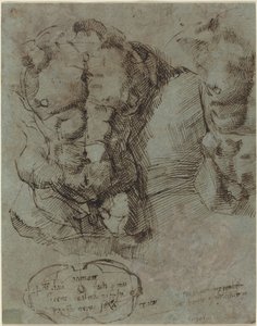 Studies of a Male Torso by Italian 16th Century