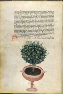 A basil plant in a pot, illustration from 