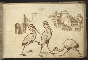 Ibises (
