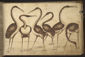 Birds, from Historia Animalium by Italian School